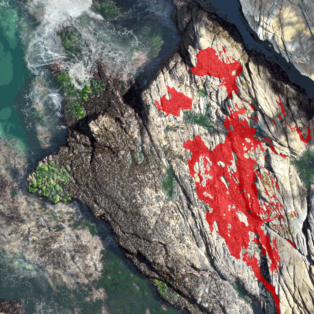 Building Bridges: Applying AI for Intertidal Monitoring